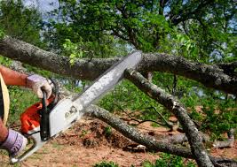 Best Seasonal Cleanup (Spring/Fall)  in Falls Church, VA