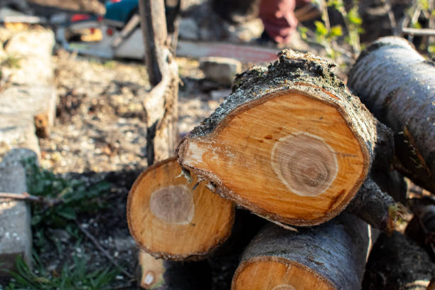 Best Firewood Processing and Delivery  in Falls Church, VA